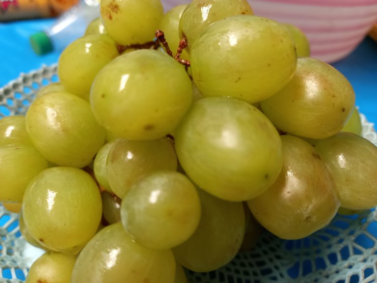 Tradición de las uvas, cada vez más difícil de mantener por su alto costo económico