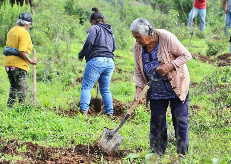Se avanzó en la recuperación del lago de Pátzcuaro; se plantaron 1.8 millones de árboles: Bedolla