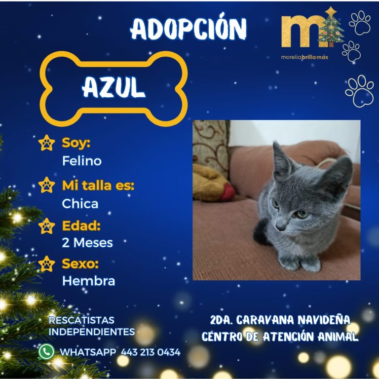Más de 50 Peludos Buscan un Hogar en la Caravana Navideña por la Adopción