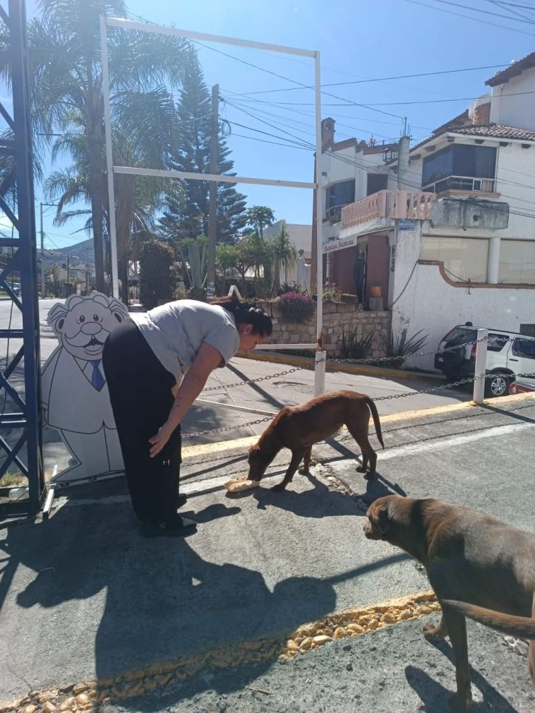 Aumenta un 70 % los reportes de perros y gatos extraviados por los estragos de la pirotecnia