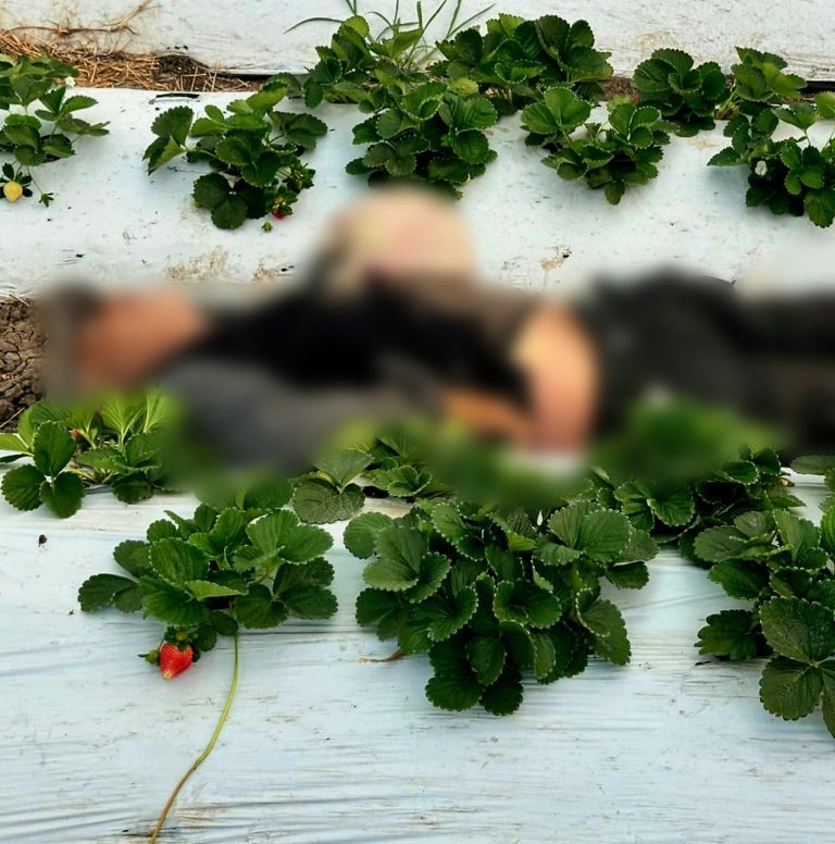 A balazos ultiman a campesino en parcela de fresas en Zamora