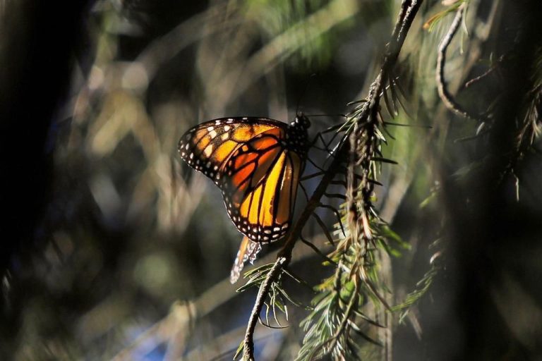 Invitan a visitar los santuarios de la Mariposa Monarca en Michoacán