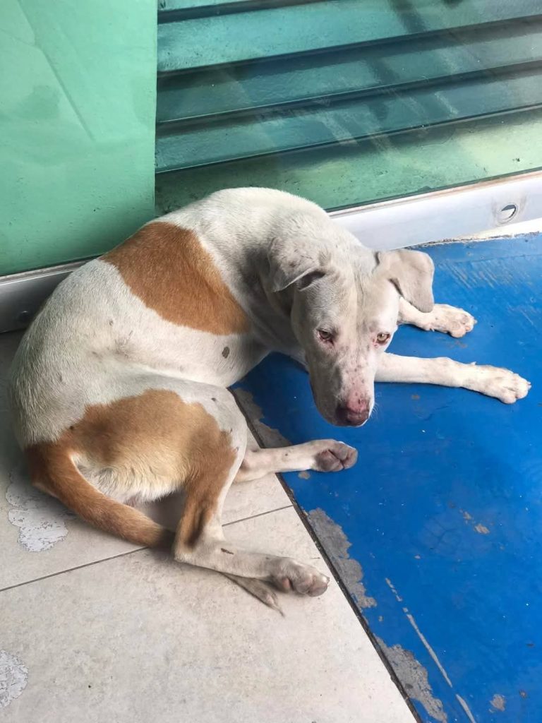 En Jacona y Nahuatzen, crueldad animal tiñe de sangre festejos por la Navidad; activistas demandan justicia