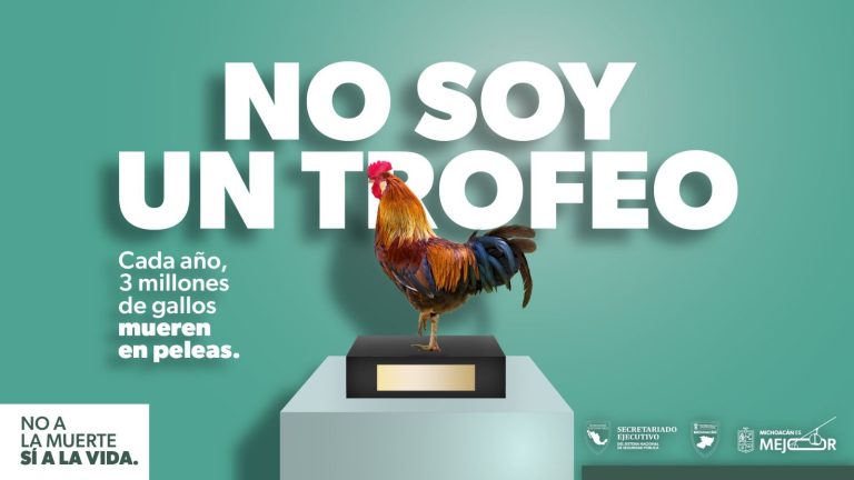 Animales no son un regalo; SESESP concientiza para combatir maltrato y abandono