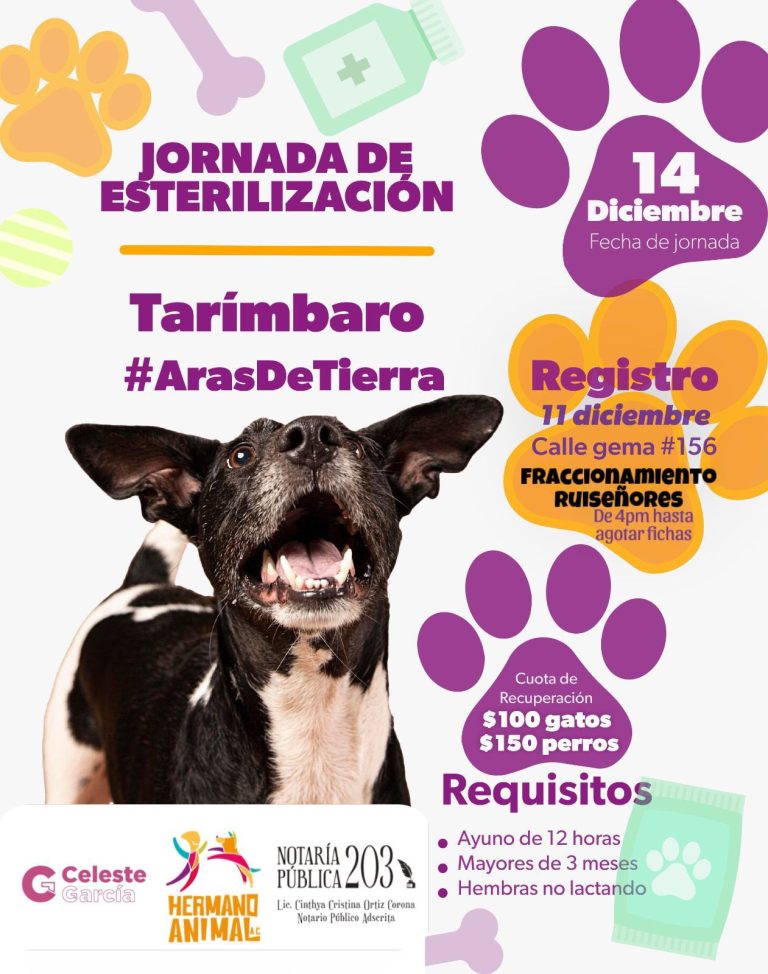 Ofrecen esterilización de 100 gatos y perros a precios bajos