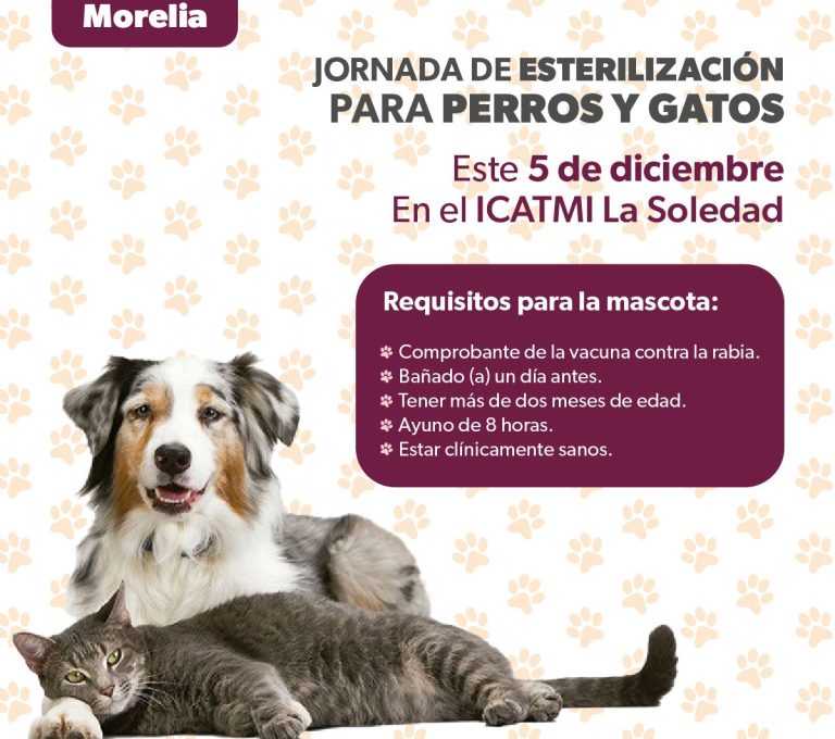Jornada de esterilización canina y felina gratuita en Morelia y Villa Morelos