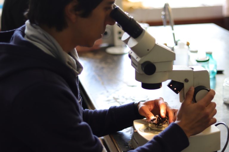 Impulsan Facultades de Biología y Popular de Bellas Artes el proyecto multidisciplinario “Bichos en todas partes”