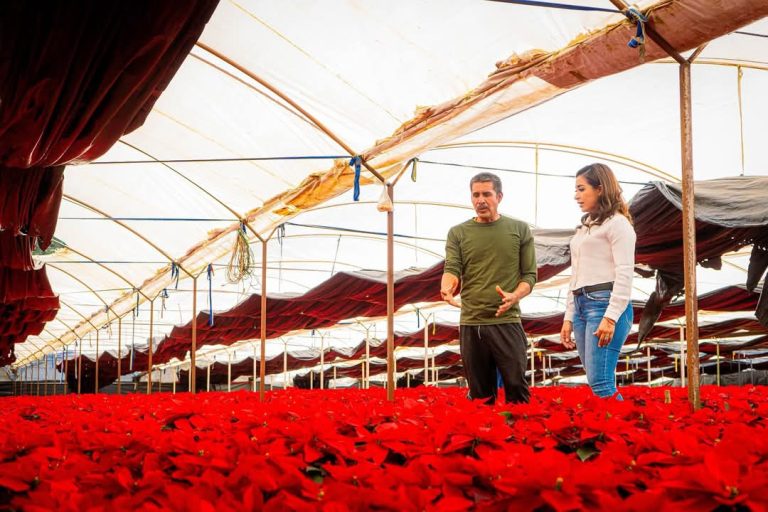 Convocan a seguir apoyando a los productores Nochebuena