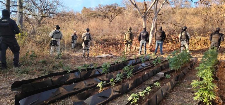 Asegurados, artefactos explosivos y plantío de mariguana, en Tarímbaro