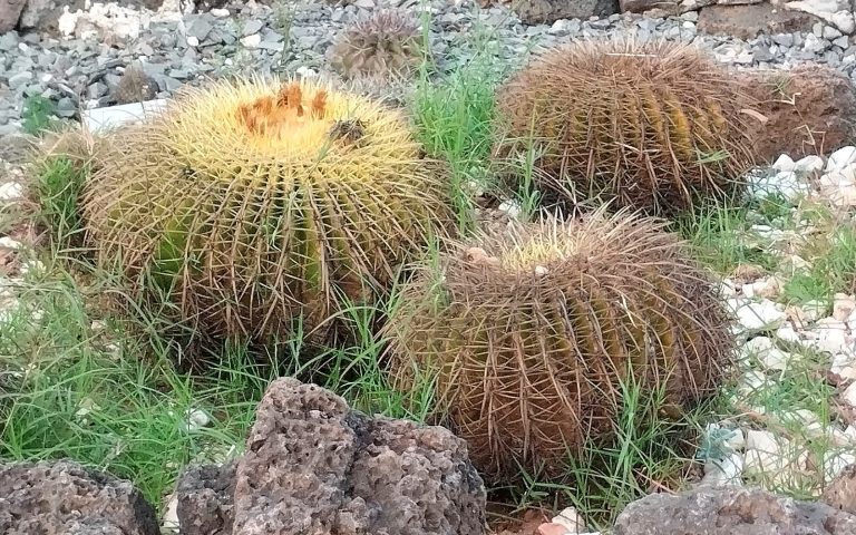 La biznaga, especie con usos prehispánicos y cocina mexicana, que debe ser protegida