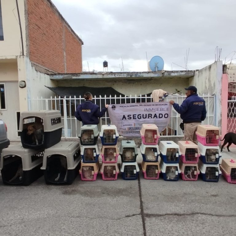 En La Piedad, Fiscalía General rescata 29 caninos víctimas de maltrato animal