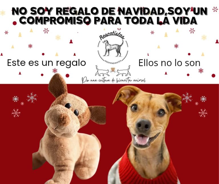 Aumenta 50% reportes de abandono de perros y gatos tras las fiestas