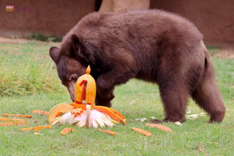 De festejo osito negro del Zoológico de Morelia