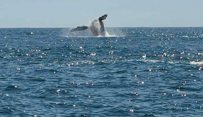 Ballenas cautivan durante su paso por las playas michoacanas