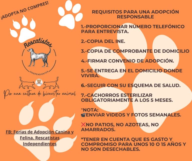 Rescatistas independientes invitan a la Segunda Feria de Adopción en Morelia: Dales un Hogar»