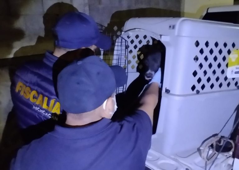 Rescatan ejemplar canino en condiciones de maltrato animal, tras cateo en el fraccionamiento de Morelia