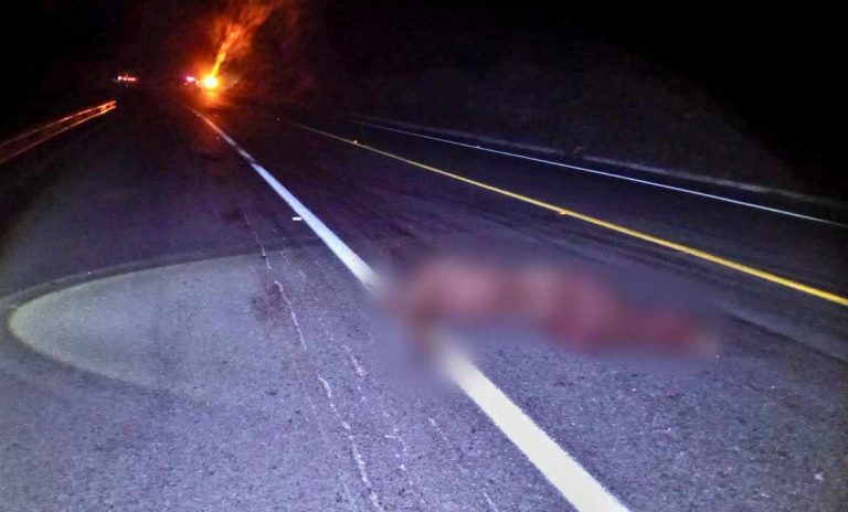 Auto choca contra semoviente en la autopista Siglo XXI