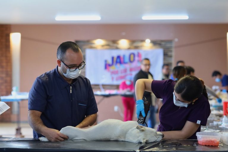 Esterilización gratuita para animales de compañía en tres municipios: SSM