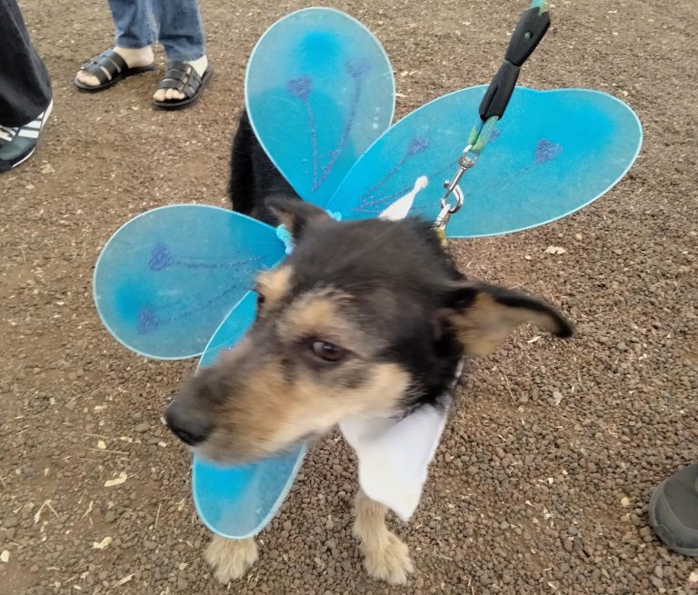 Más de 70 perros y gatos esperan una familia en el Orquidario de Morelia