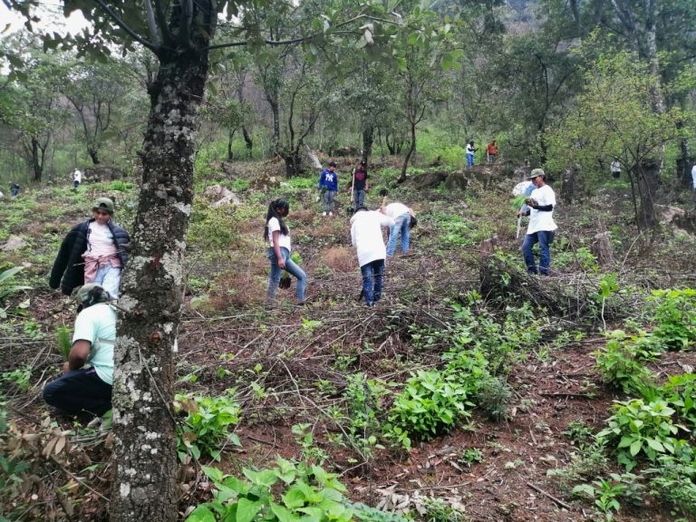 Michoacán reforestará 10 millones de árboles