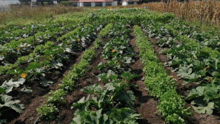 Investigadores universitarios impulsan cultivo de hortalizas libres de agroquímicos en Michoacán