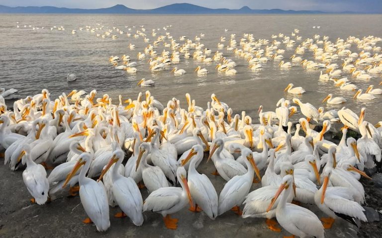 Petatán se pinta de blanco con la llegada de 23 mil pelícanos