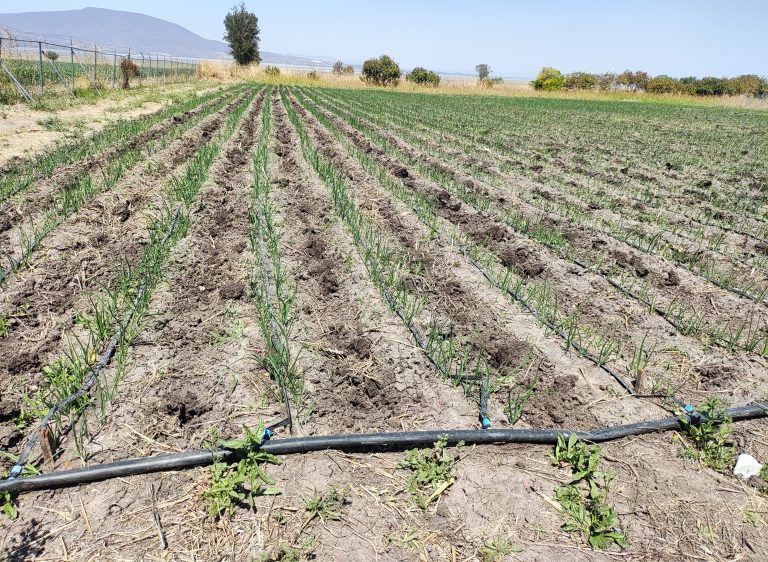 Crisis hídrica en México: la urgencia de adaptar la agricultura para garantizar agua y alimentos
