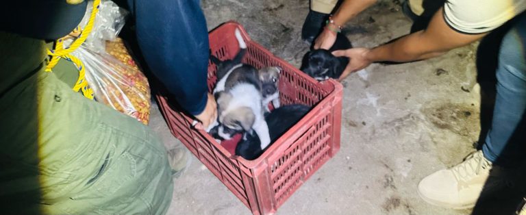 En cateo, asegura Fiscalía General cinco ejemplares caninos en condiciones de maltrato animal