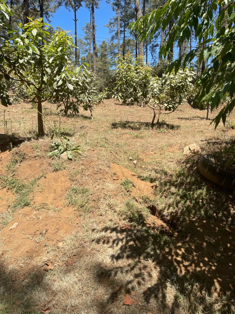 En cateos realizados en Tingambato, asegura Fiscalía General dos predios relacionados en delitos contra el ambiente