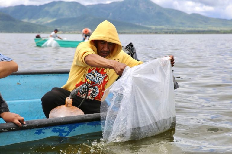 Avanza proceso para lograr denominación de origen del pez blanco