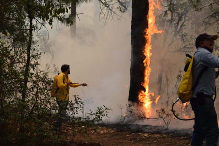 Contratará ayuntamiento de Morelia tres brigadas de combatientes forestales