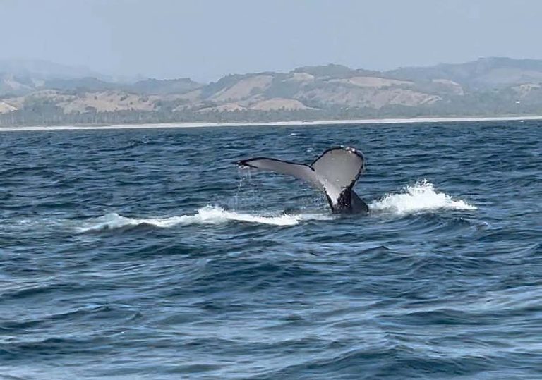 Ballenas despiden temporada en Michoacán con 93% de avistamientos