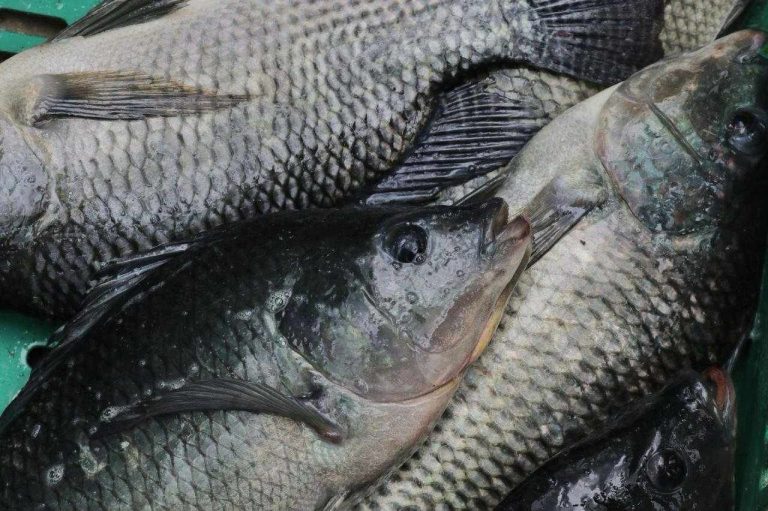 Compra a bajo costo pescado fresco directo de productores michoacanos