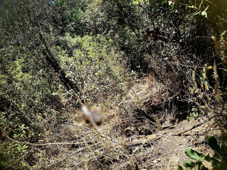 Localizan sin vida y putrefacto a hombre desconocido, en Zacán