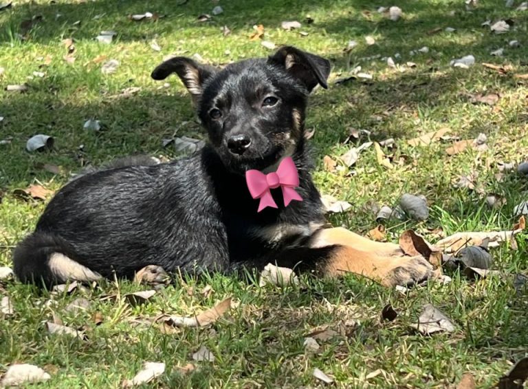Este domingo feria de adopción en Morelia: una segunda oportunidad para perros y gatos