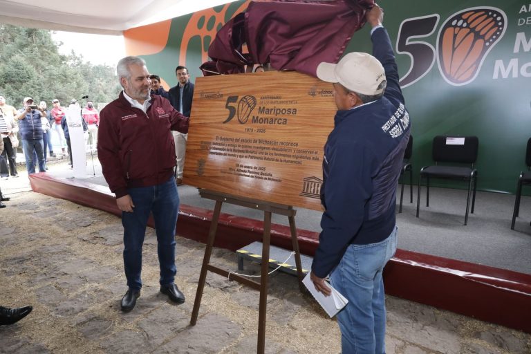 Celebra gobernador aumento de 99% de ocupación de la Monarca en bosques de Michoacán y México