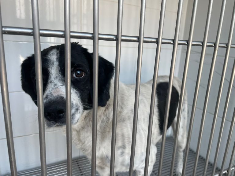 Falta de leyes permitirá la libertad de agresora de perro; activistas preparan iniciativa