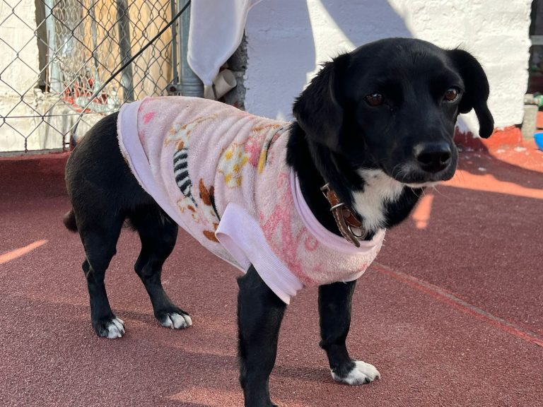 Un hogar para ellos, una familia para ti», anuncia Rescatistas Independientes Feria de Adopción