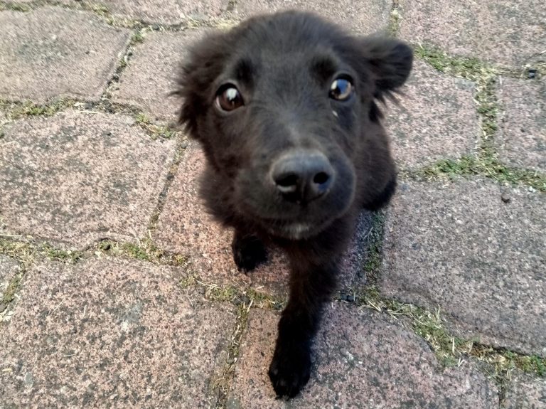 Feria de Adopción de perros y gatos en el Parque 150