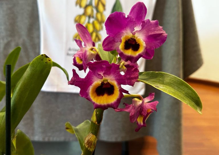 Michoacán, presente en el Festival Internacional de la Orquídea de Veracruz