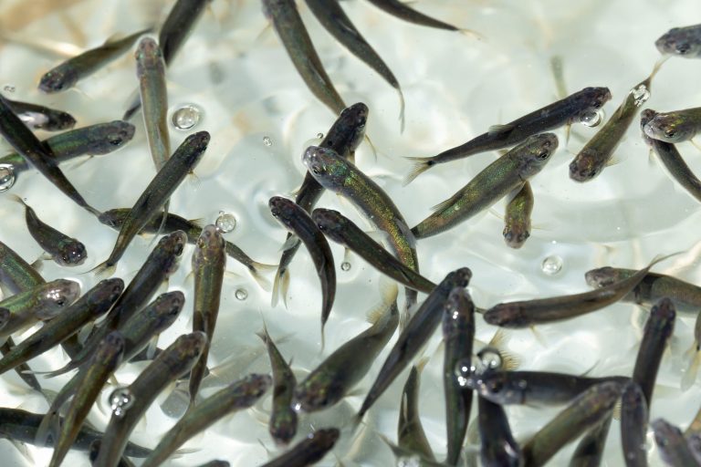 Siembran 20 mil peces en el lago de Pátzcuaro