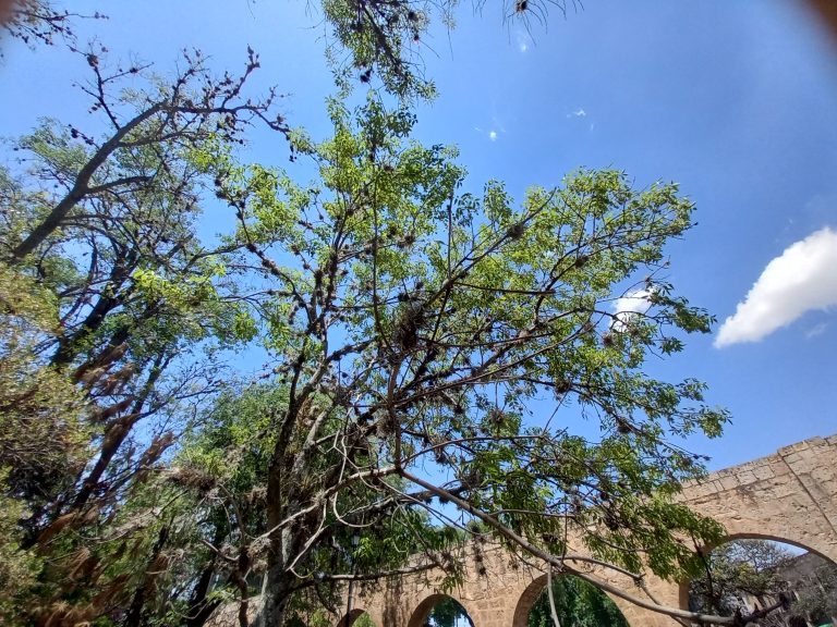 Por plaga, podarán la tercera parte de árboles del Bosque Cuauhtémoc