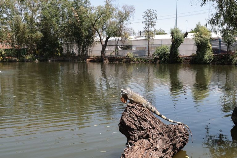 Gobierno de Alfonso Martínez recupera ojo de agua del Vivero Municipal