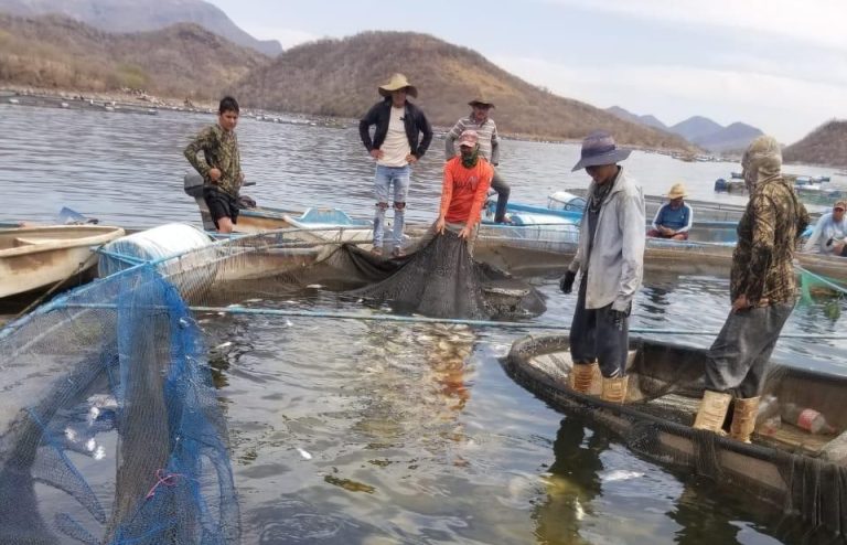 Fenómeno natural baja el oxígeno en el agua y afecta producción de tilapia en Tiquicheo: Compesca