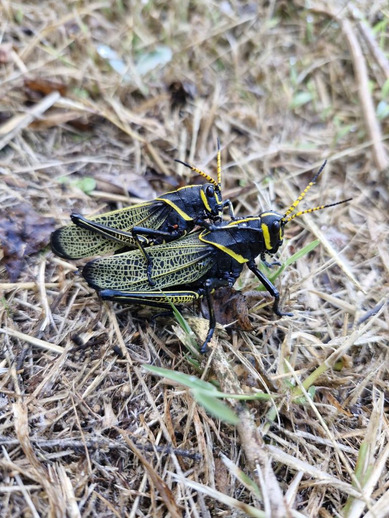 Esto es lo que debes hacer ante desplazamiento de fauna silvestre por incendios