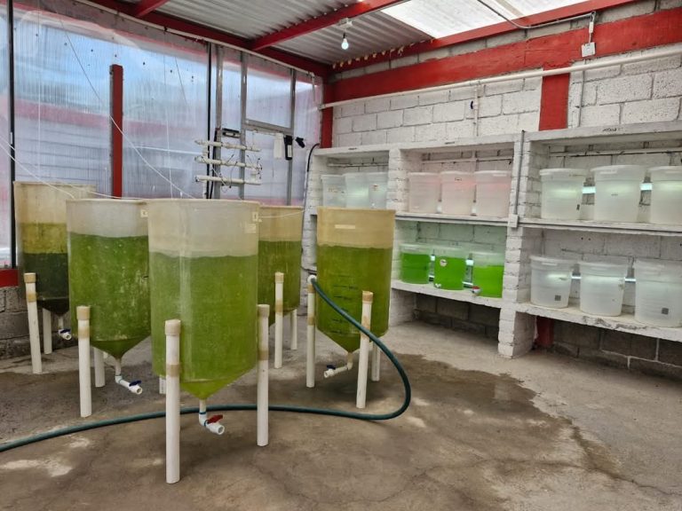 Conservación de pescado blanco en solicitud de patente: UMSNH busca salvarle de la extinción