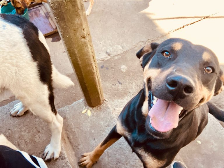 Refugios bajo ataque: envenenan a nueve perros rescatados en Paracho