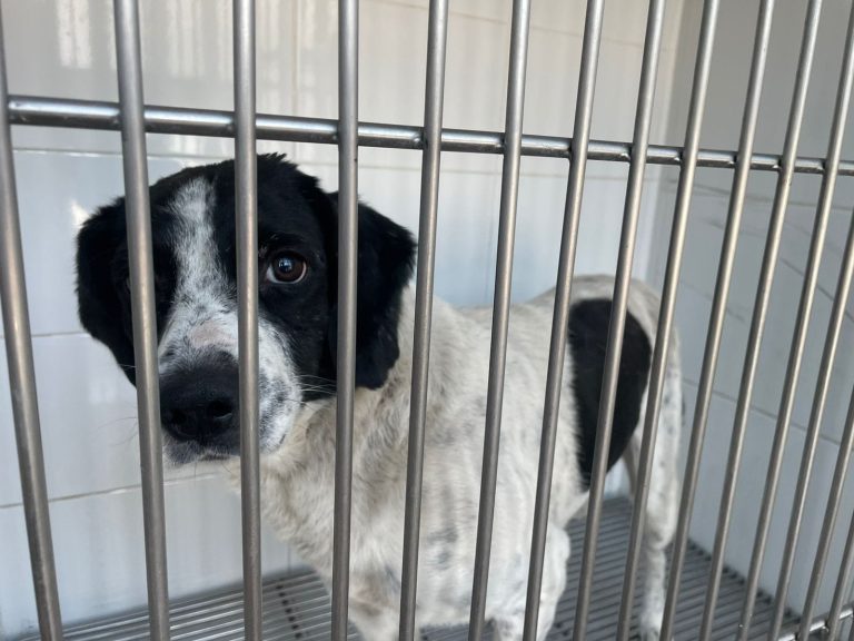 Perro callejero es reconocido como víctima y su agresora continúa presa