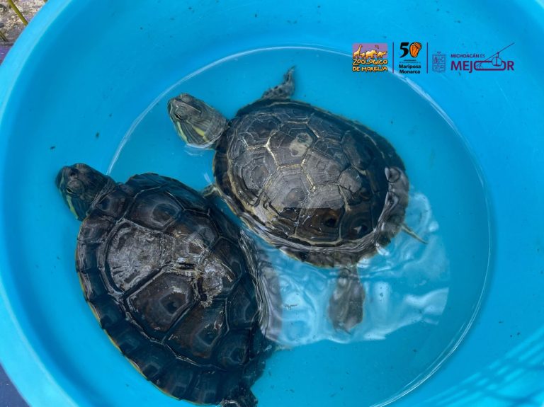 Zoológico de Morelia resguarda especies tras decomiso en tianguis de Morelia
