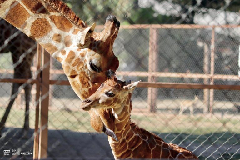 Conoce la tierna cría de jirafa que nació en el Zoológico de Morelia